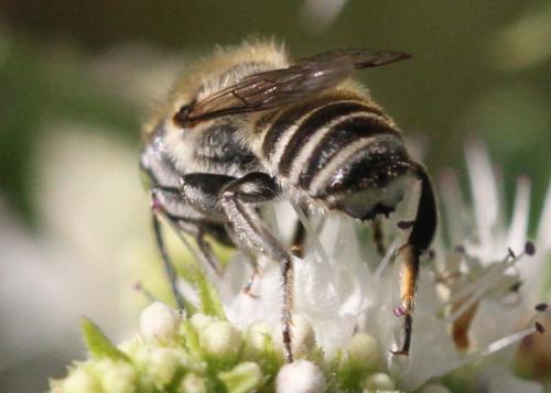 Megachile sp.