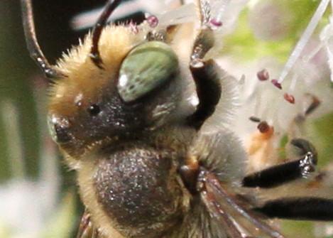 Megachile sp.