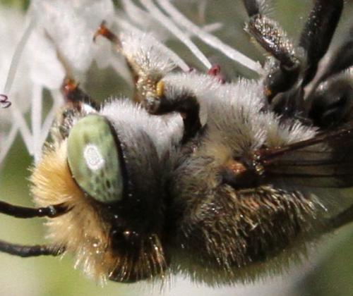 Megachile sp.