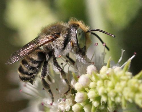 Réf. 176 069 : Megachile sp.