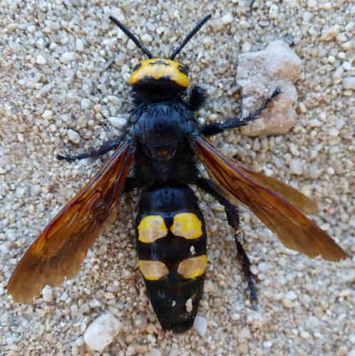 Réf. 176 926 : Megascolia maculata