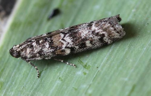 Réf. 176 113 : Dioryctria abietella