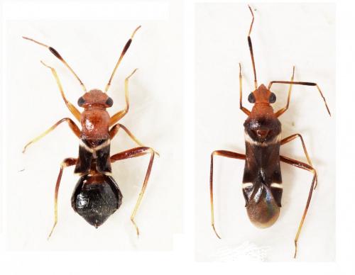 Réf. 176 269 : Mimocoris rugicollis