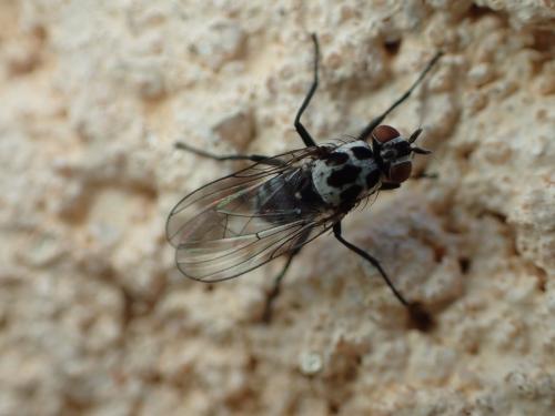 Réf. 176 403 : Anthomyia sp.
