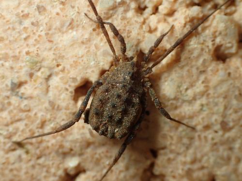 Homalenotus sp.