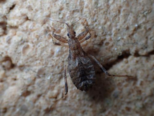 Oncocephalus sp.