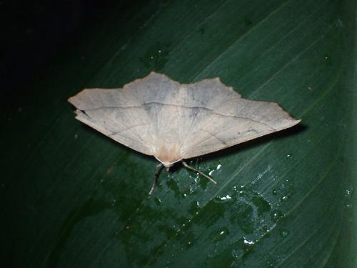 Campaea honoraria