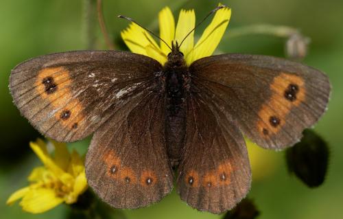 Réf. 176 464 : Erebia euryale