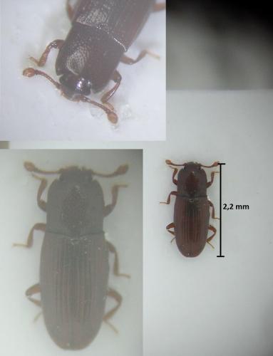 Réf. 176 003 : Cerylon ferrugineum