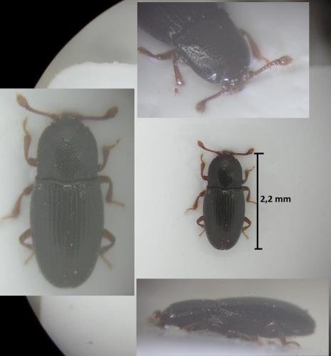 Réf. 176 233 : Cerylon histeroides