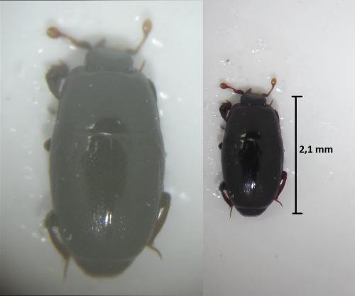Paromalus flavicornis