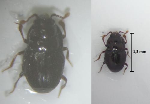 Plegaderus dissectus