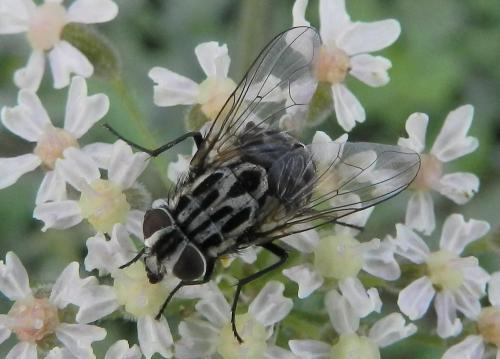 Réf. 176 602 : Graphomya maculata