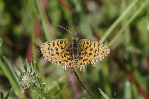Réf. 176 073 : Boloria dia