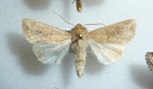 Réf. 176 671 : Mythimna albipuncta