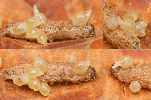 Euplectrus flavipes