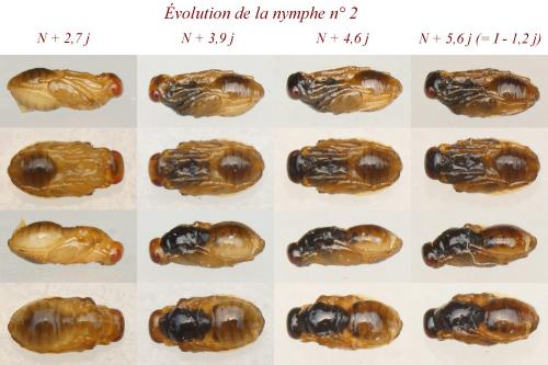 Euplectrus flavipes