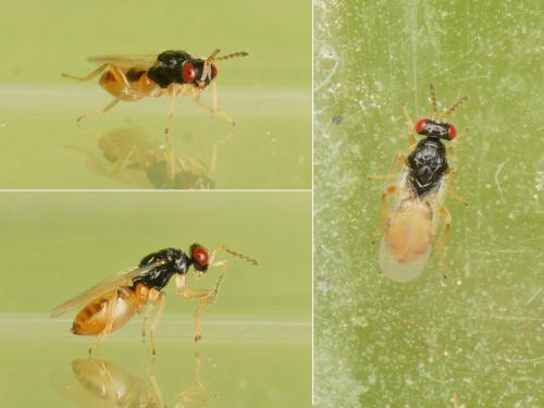Euplectrus flavipes