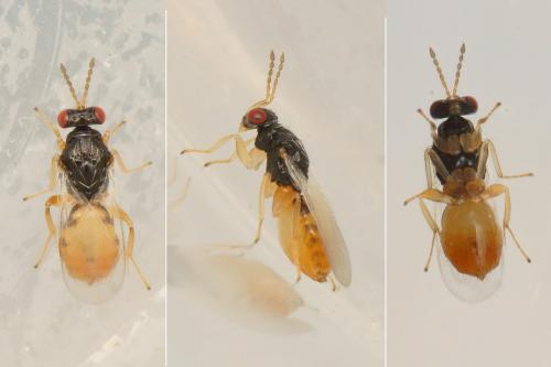 Euplectrus flavipes