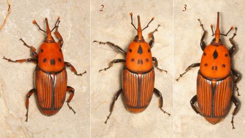 Réf. 176 101 : Rhynchophorus ferrugineus