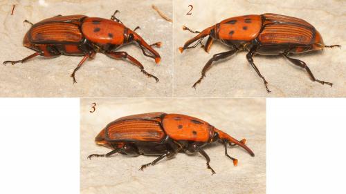 Réf. 176 103 : Rhynchophorus ferrugineus