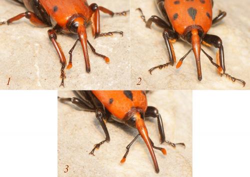 Réf. 176 104 : Rhynchophorus ferrugineus