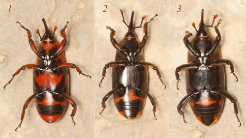 Rhynchophorus ferrugineus