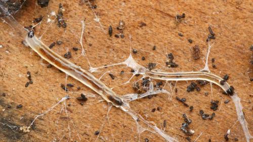 Leia sp.