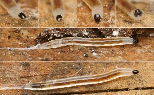 Leia sp.