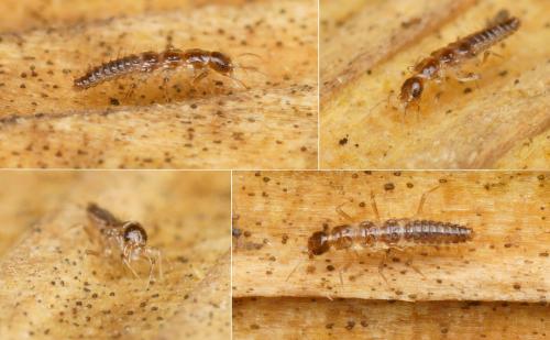 Stenus sp.