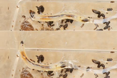 Leia sp.