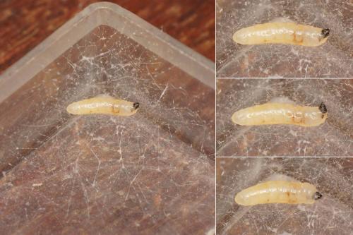 Leia sp.