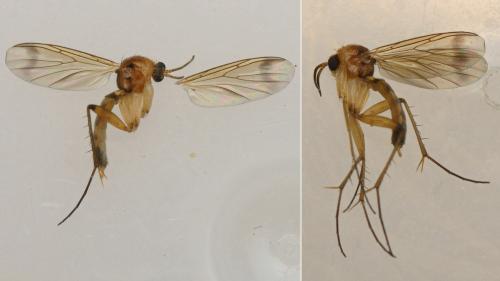Leia sp.
