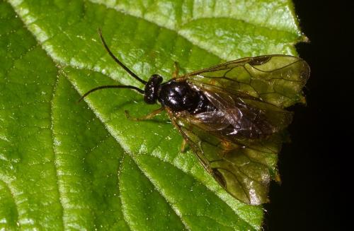 Réf. 176 473 : Pristiphora appendiculata