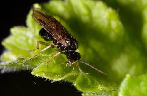 Réf. 176 474 : Pristiphora appendiculata