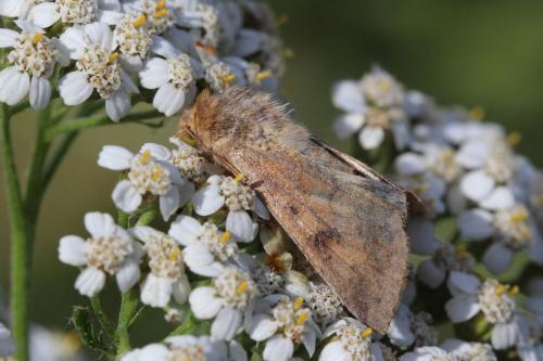 Helicoverpa armigera