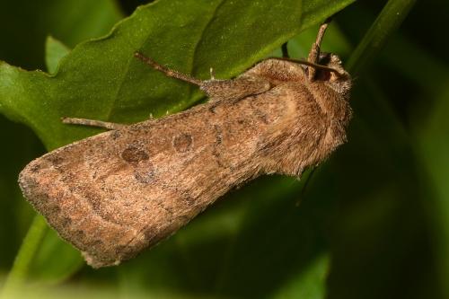 Réf. 176 634 : Hoplodrina octogenaria