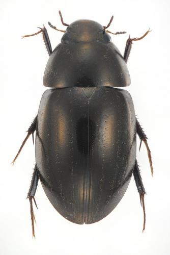 Réf. 176 239 : Limnoxenus niger