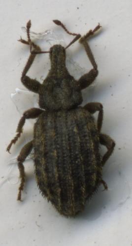 Réf. 176 994 : Dichotrachelus sulcipennis pedemontanus