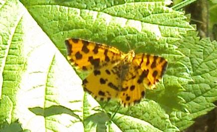 Réf. 176 872 : Pseudopanthera macularia