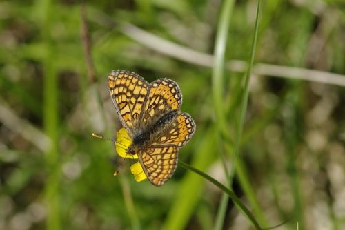 Réf. 176 302 : Euphydryas aurinia