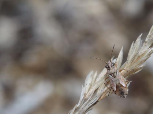 Nysius sp.