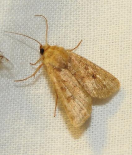 Hoplodrina sp.