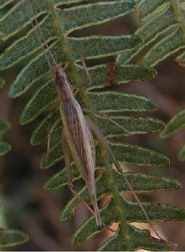 Réf. 176 428 : Oecanthus pellucens pellucens