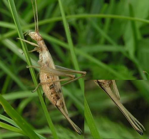 Réf. 176 429 : Oecanthus pellucens pellucens