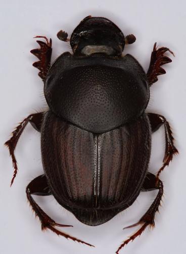 Onthophagus illyricus