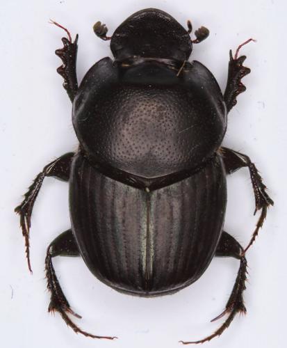 Réf. 176 866 : Onthophagus taurus