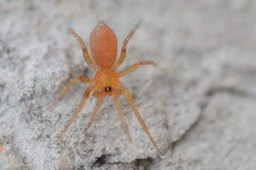 Oonops sp.