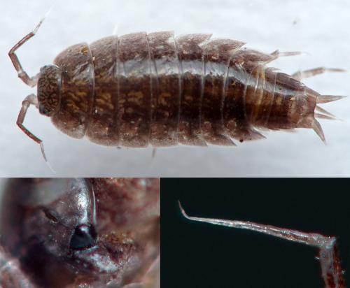 Réf. 176 413 : Hyloniscus riparius