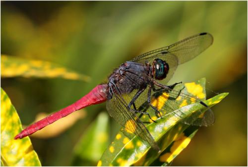 Orthetrum pruinosum
